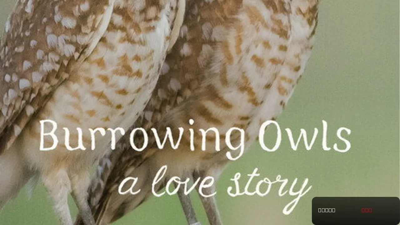 Burrowing Owls: A Love Story