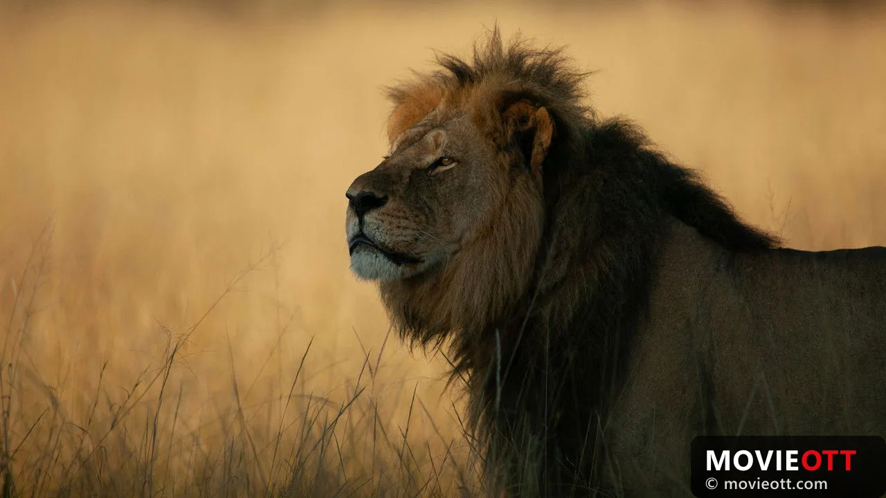 Cecil trailer thumbnail