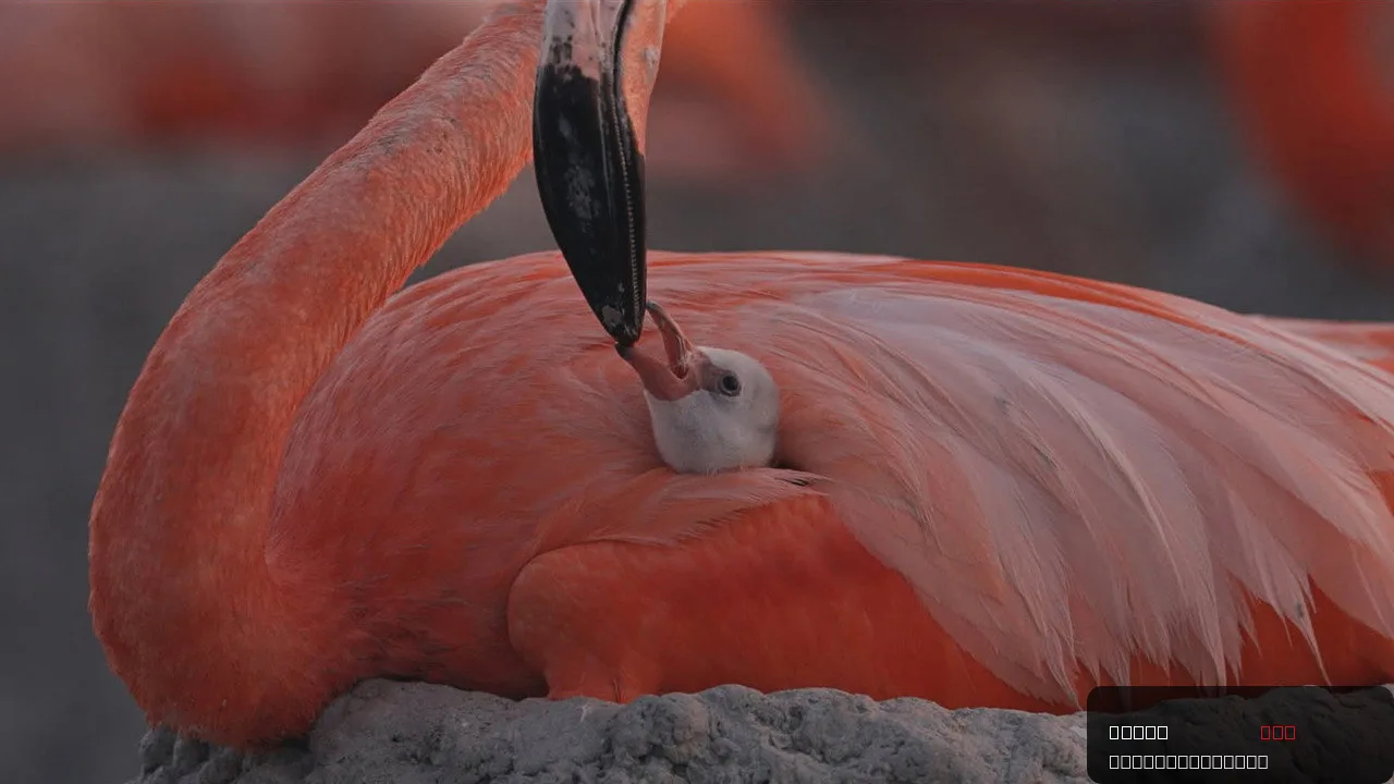 Flamingos: Life After the Meteorite trailer thumbnail