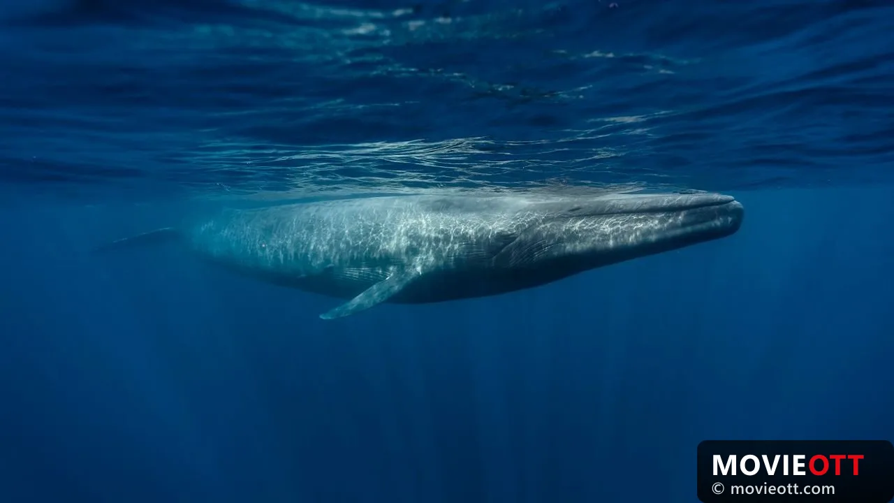 Le retour des baleines à bosse trailer thumbnail