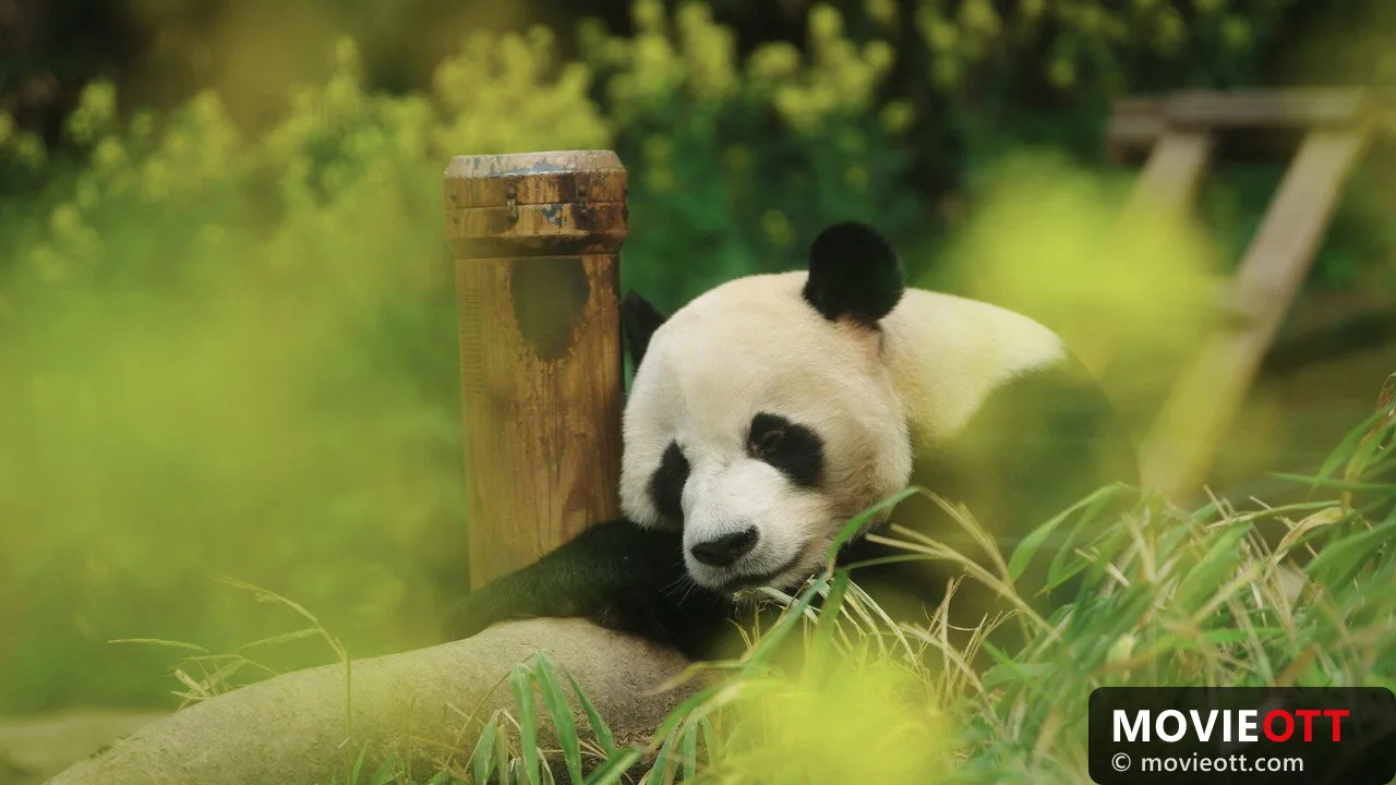 My Dearest Fu Bao trailer thumbnail