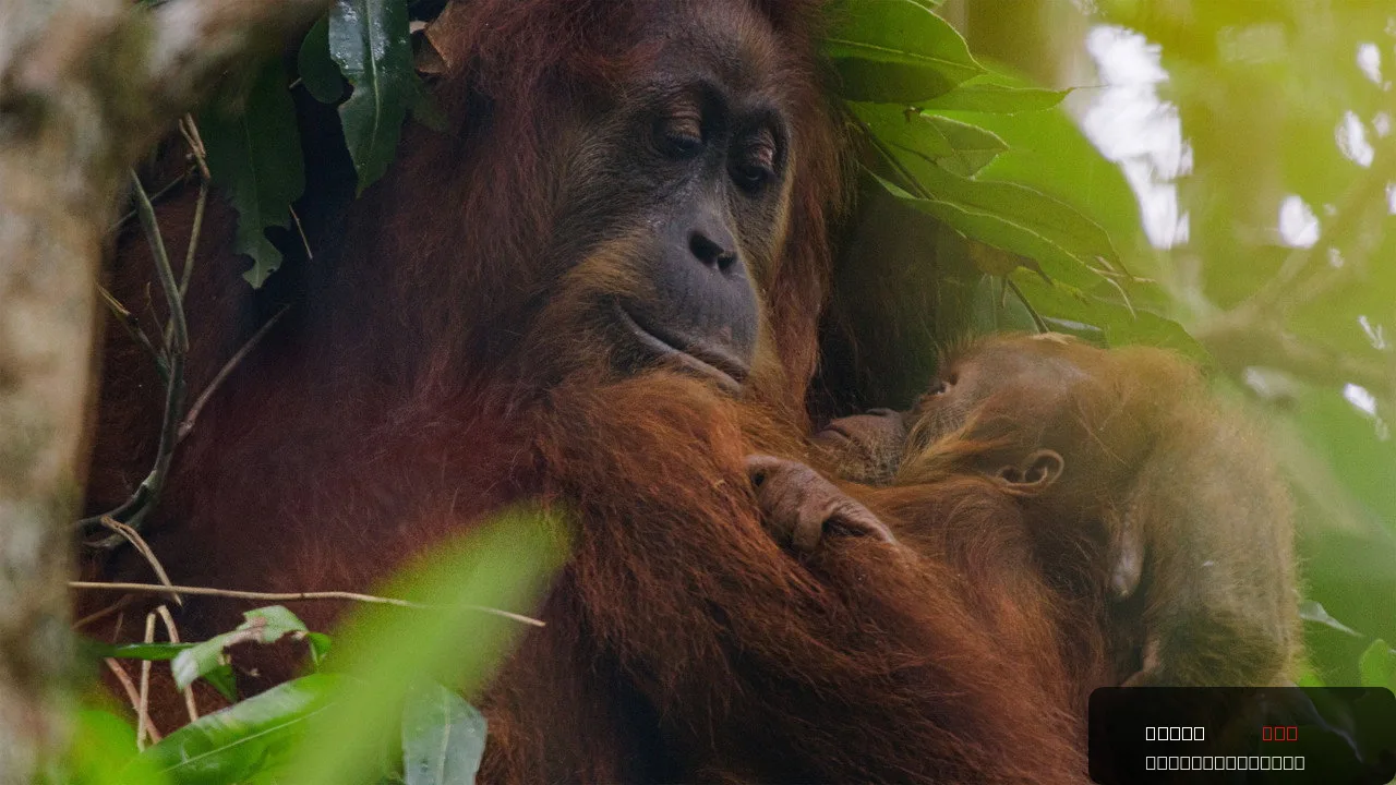 Orangutan