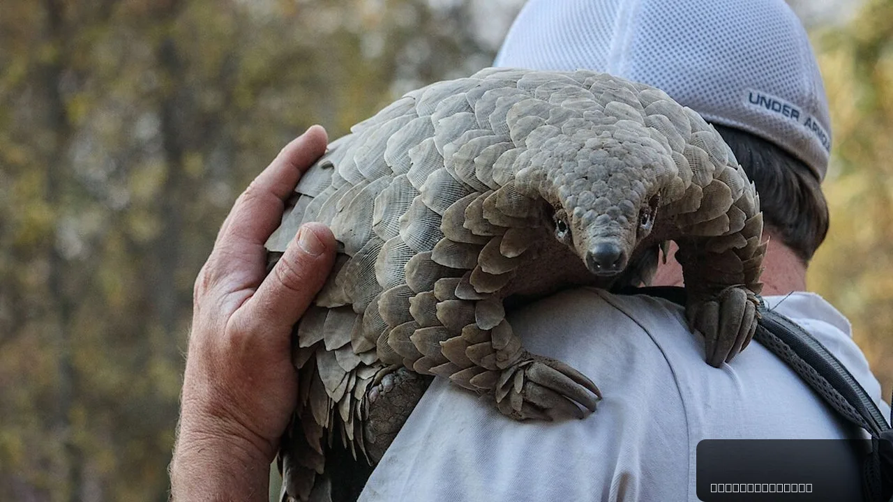 Pangolin: Kulu's Journey trailer thumbnail