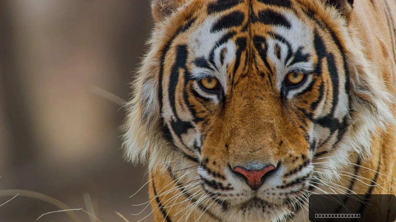 Tiger